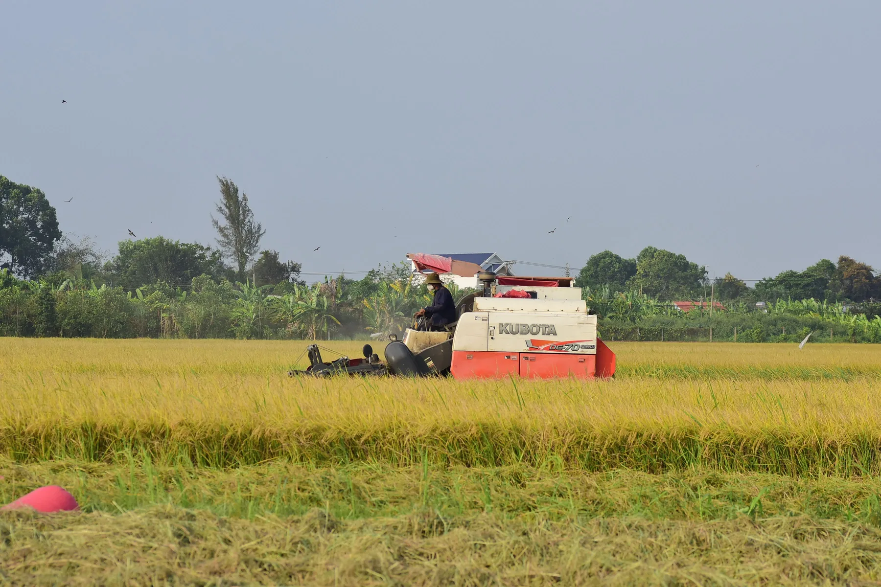 Modern rice harvesting machinery working in a cultivated field