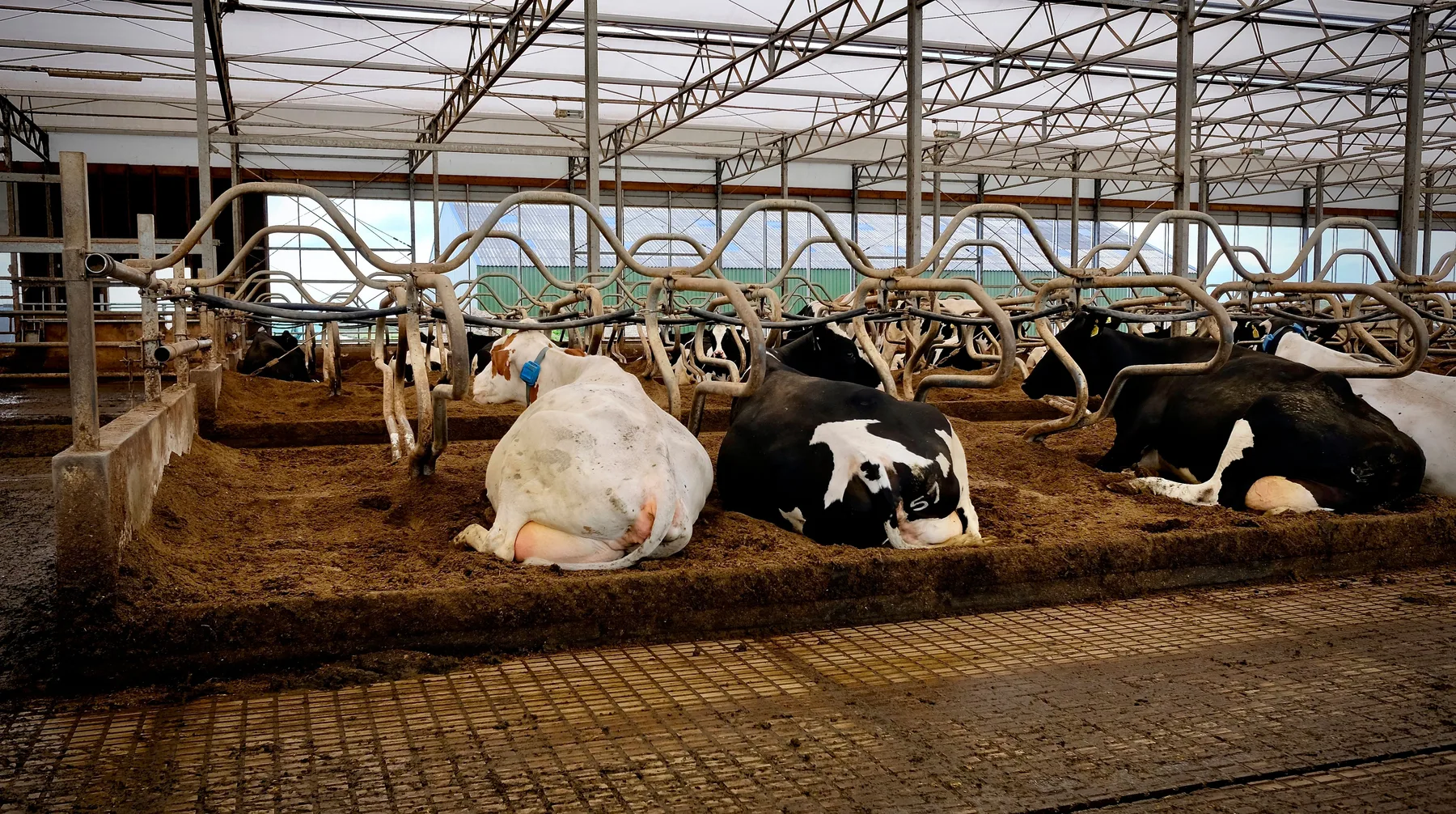 Cattle resting inside a modern livestock barn