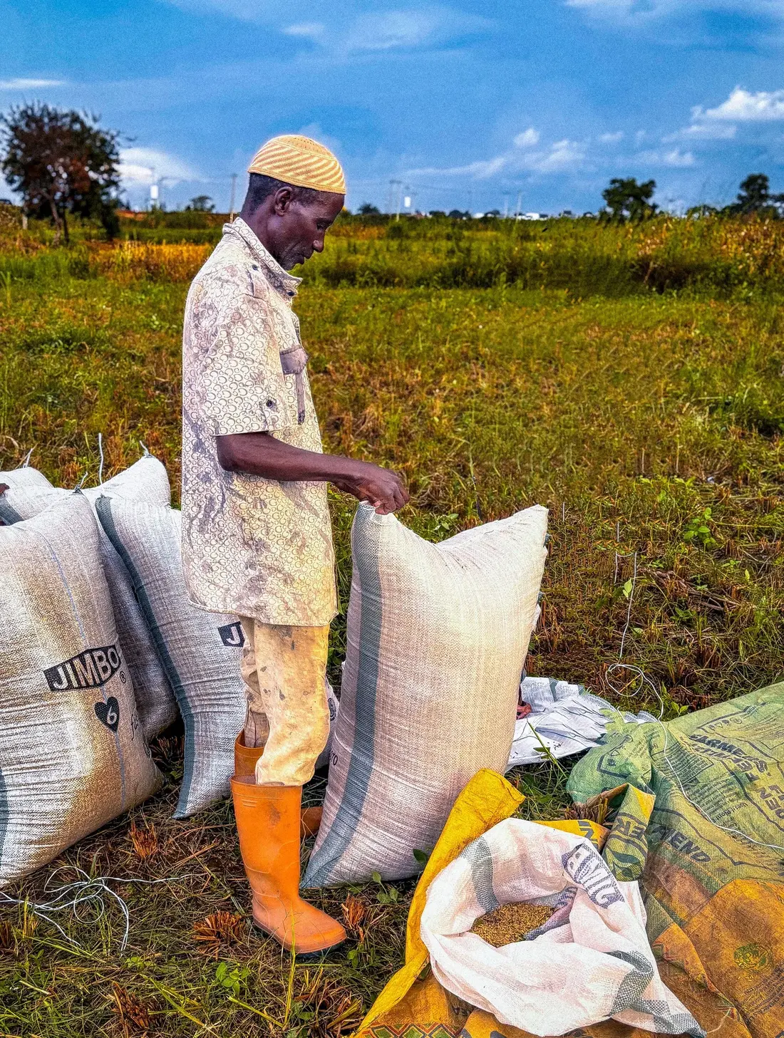 Farmer packing harvested grain in Kaduna, Nigeria